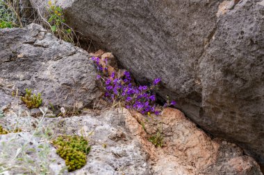 Göz kamaştırıcı mavi menekşe çiçekleri, canlı mor yapraklı bir yer örtüsü güzel bir çiçek bitkisi sahnesi yaratır.