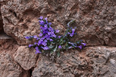 Göz kamaştırıcı mavi menekşe çiçekleri, canlı mor yapraklı bir yer örtüsü güzel bir çiçek bitkisi sahnesi yaratır.
