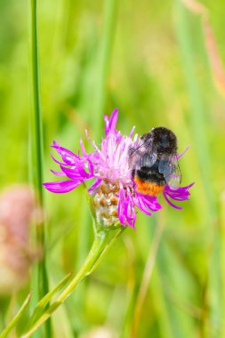 Mor bir çiçeğin üzerinde bir eklembacaklı polen taşıyıcısına, bir arıya yakın plan. Çiçek bir karasal bitkinin parçası, muhtemelen sürünen bir devedikeni, canlı yaprakları böcekleri çekiyor.