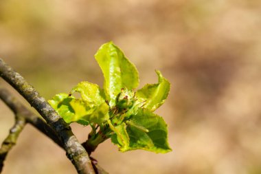 Yıllık bir bitki, küçük yeşil bir çiçek, bir ağaç dalında gelişiyor. Bu karasal bitki doğal ortama çok güzel bir eklenti, makro fotoğrafçılık yoluyla güzelliğini gösteriyor.
