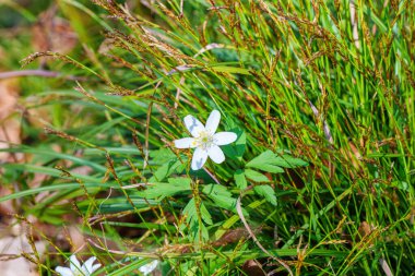 Küçük beyaz bir çiçek, bir karasal bitki, çimlerin arasında çiçek açıyor. Bu bitkisel bitki otlaktaki bir zemin örtüsü, bir çalılığa benziyor.