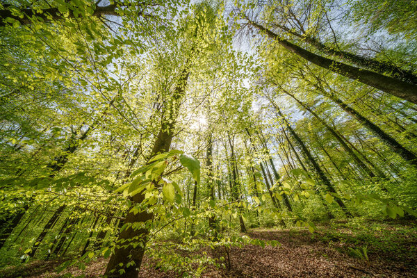 The suns rays filter through the trees in the forest creating a beautiful natural landscape with shades of green and brown