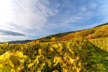 Kırsal alanda, bir üzüm bağı yapraklı sarmaşıkların renk değiştirdiği doğal bir manzara sergiler, kümülüstür bir gökyüzünün altında güzel bir renk ve gölge karışımı yaratır.