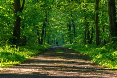 Bir adam ve iki köpeği ormanın doğal ortamında ağaçlı bir patikada geziniyorlar. Yol yüzeyi asfalt ile kaplıdır, uzun gövdelerden gölgeler sağlar.