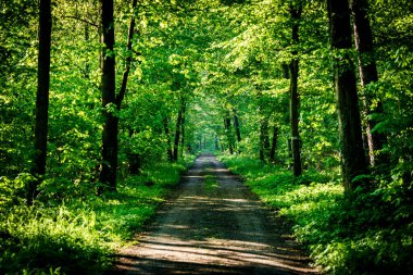 Yoğun, yeşil bir orman boyunca uzanan toprak bir yol. Yükselen ağaçlar ve yemyeşil bitki örtüsüyle dolu. İnsanların eğlenmesi için gölgeler ve doğal bir manzara sağlıyor.