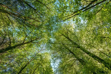 Ormandaki ağaçların arasından süzülen güneşi gözlemlemek, karasal bitkilerle çevrili sakin bir deneyimdir ve doğal ortamda yeşilin ve kahverenginin çeşitli tonlarıdır.