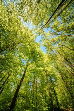 Ormandaki ağaçların arasından süzülen güneşi gözlemlemek, karasal bitkilerle çevrili sakin bir deneyimdir ve doğal ortamda yeşilin ve kahverenginin çeşitli tonlarıdır.