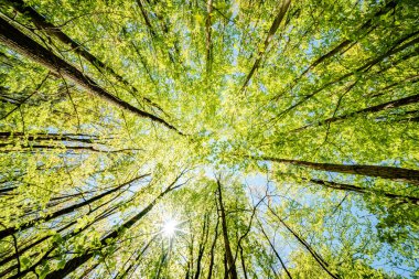 Ormandaki ağaçların arasından süzülen güneşi gözlemlemek, karasal bitkilerle çevrili sakin bir deneyimdir ve doğal ortamda yeşilin ve kahverenginin çeşitli tonlarıdır.