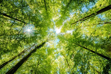 Ormandaki ağaçların arasından süzülen güneşi gözlemlemek, karasal bitkilerle çevrili sakin bir deneyimdir ve doğal ortamda yeşilin ve kahverenginin çeşitli tonlarıdır.
