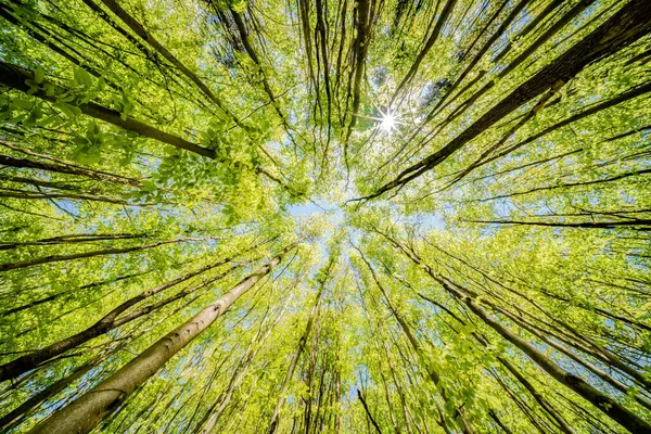 Ormandaki ağaçların arasından süzülen güneşi gözlemlemek, karasal bitkilerle çevrili sakin bir deneyimdir ve doğal ortamda yeşilin ve kahverenginin çeşitli tonlarıdır.