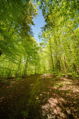 Güneş ışığı bir orman yolu boyunca ağaçların dallarından süzülerek aşağıdaki yemyeşil çimlerde benekli bir desen oluşturur.