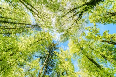 Ormandaki ağaçların arasından süzülen güneşi gözlemlemek, karasal bitkilerle çevrili sakin bir deneyimdir ve doğal ortamda yeşilin ve kahverenginin çeşitli tonlarıdır.