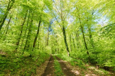 Güneş ışığı bir orman yolu boyunca ağaçların dallarından süzülerek aşağıdaki yemyeşil çimlerde benekli bir desen oluşturur.