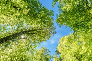 Ormandaki ağaçların arasından süzülen güneşi gözlemlemek, karasal bitkilerle çevrili sakin bir deneyimdir ve doğal ortamda yeşilin ve kahverenginin çeşitli tonlarıdır.