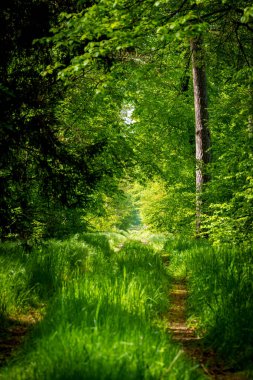 Bir su yolu, yüksek ağaçların gölgelediği yemyeşil bir ormanın doğal bir manzarasında yol alır ve nehir boyunca orman zeminini kaplayan bir çimen halısı vardır.