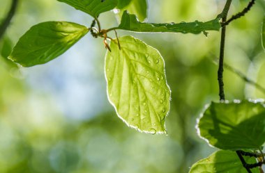 Çiçek açan bir bitkinin yeşil bir yaprağının yakın plan fotoğrafı. Üzerinde su damlaları var. Karasal bitki yapısının karmaşık detaylarını gösteriyor.