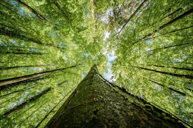 Yüksek yaprak döken bir ağacı doğal bir tabiatta yemyeşil yapraklarla gözlemlemek, güneş ışığı tepe örtüsünden çimenlerin ve dalların zeminine süzülerek çeşitli renkler ve gölgeler sergiliyor.
