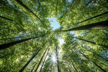 Doğal bir orman ortamında ağaçların dallarından süzülen güneşi gözlemlemek aşağıdaki karasal bitkiler üzerinde güzel bir renk ve gölge oyunu yaratıyor.