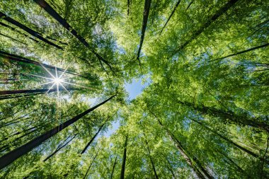 Doğal bir orman ortamında ağaçların dallarından süzülen güneşi gözlemlemek aşağıdaki karasal bitkiler üzerinde güzel bir renk ve gölge oyunu yaratıyor.