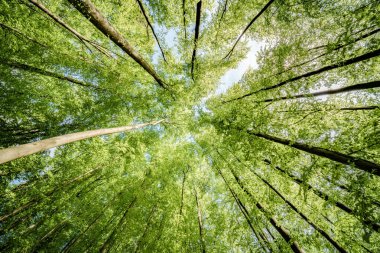 Bereketli bir ormanda ağaçların gölgesinde güneşlenerek dalların ve yaprakların karmaşık desenleri doğal güzelliğin bir senfonisini oluşturur.