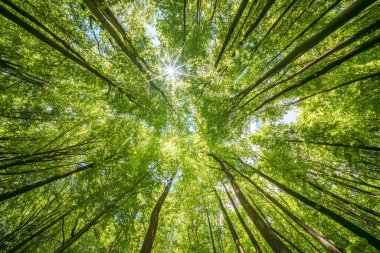 Ormandaki yaprak döken ağaçların yapraklarından süzülen güneş ışığını gözlemlemek, doğayla, güzellikle ve sükunetle, sürdürülebilirlikle bağlantı kurmak.