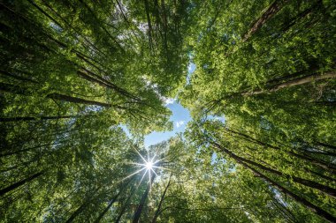 Yaprakların arasından süzülen güneş ışınları, aşağıdaki çimenli zemine renk ve gölgeler saçarak, yaprak döken yaprak döken bir ormanın doğal manzarasını gözlemlemek.