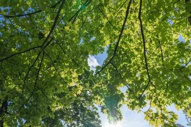 Yaprakların arasından süzülen güneş ışınları, aşağıdaki çimenli zemine renk ve gölgeler saçarak, yaprak döken yaprak döken bir ormanın doğal manzarasını gözlemlemek.