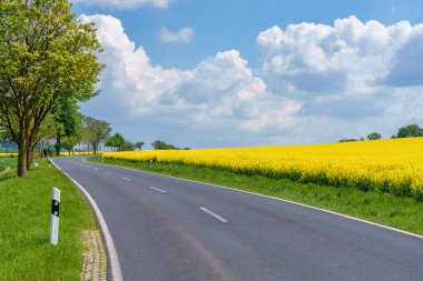 Sarı çiçeklerden oluşan doğal bir manzarayı kesen bir cadde. Bulutlu bir gökyüzünün altında asfalt yolu çevreleyen yeşil ağaçlar.