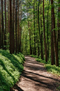 Uzun ağaçlar, çimenli alanlar ve renkli yaprak döken yapraklar arasında dolambaçlı ve bereketli bir orman manzarası oluşturan dar bir toprak yol.