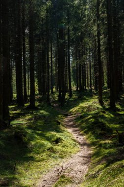 Altın güneş ışığı karaçam ağaçlarından süzülerek yaprak döken ormandaki dolambaçlı yola ulaşır ve bu doğal ortamda büyülü bir ortam yaratır.