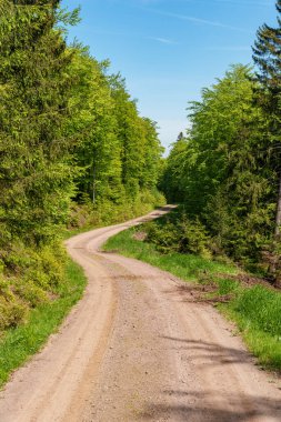 Altın güneş ışığı karaçam ağaçlarından süzülerek yaprak döken ormandaki dolambaçlı yola ulaşır ve bu doğal ortamda büyülü bir ortam yaratır.