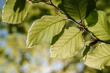 Ağaç dalındaki bir yaprağın makro görüntüsü. Bitki odunsu, karasal ve çiçek açan güneş ışığı alan bir bitkidir. Botanik meraklıları bu yakın çekim için minnettar kalacaktır.
