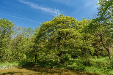 Güneş, uzun bir ağacın dallarının arasından süzülüyor, doğal manzaraya lekeli renkler ve gölgeler bırakıyor. Tahta gövde ve dallar güzel bir ışık ve gölge oyunu yaratır.