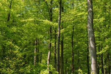 Karasal bitkilerle dolu çeşitli doğal bir manzara, yaprak döken yapraklar da dahil olmak üzere orman zeminini yoğun bir zemin örtüsü gibi kaplayan yapraklarla dolu.