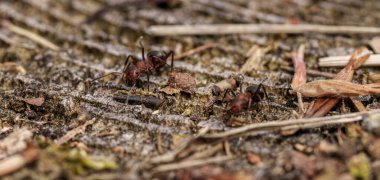 Bir eklembacaklı kolonisi, özellikle karıncalar, yiyecek aramak için yeryüzünde hareket ediyor. Bu böcekler ekosistemlerde zararlıları ve tozlaştırıcı bitkileri kontrol ederek hayati bir rol oynar.