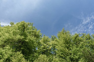 Yeşil yapraklı, huş ağacına ait uzun bir ağaç, açık mavi gökyüzüne karşı duruyor, doğada güzel bir kontrastlık oluşturuyor.