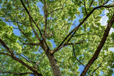 Yaprakların arasından süzülen güneş ışınları, aşağıdaki çimenli zemine renk ve gölgeler saçarak, yaprak döken yaprak döken bir ormanın doğal manzarasını gözlemlemek.