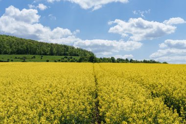 Ön planda yemyeşil çayırlar, arka planda altın bir tarla ve açık mavi gökyüzünde sürüklenen kümülüs bulutları ile canlı bir doğal manzara.