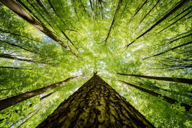 Ormanın doğal bir manzarasında karasal bitkilerin dallarından süzülen güneş ışığını gözlemlemek, gövde, ağaçlar ve çimenler huzurlu ve sakin bir atmosfer yaratıyor.