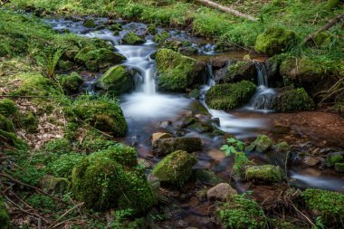 Serin bir şelale, canlı karasal bitkilerle çevrili gür bir ormanın kalbinde zarifçe çağlar ve güzel bir doğal manzara yaratır.