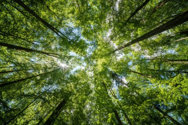 Ormandaki ağaçların arasından süzülen güneş ışığını gözlemlemek, karasal bitkiler, gövdeler, dallar, çimenler ve çeşitli ahşap tonlarıyla çevrelenmiş doğal bir manzara.