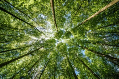 Ormandaki ağaçların arasından süzülen güneş ışığını gözlemlemek, karasal bitkiler, gövdeler, dallar, çimenler ve çeşitli ahşap tonlarıyla çevrelenmiş doğal bir manzara.