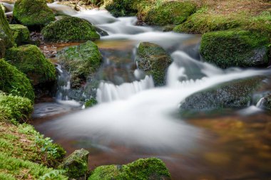 Yoğun bir ormanda, gür yeşilliklerle çevrili sakin bir şelale, akan suyu ve bitkisel hayatıyla ekorejinin doğal güzelliğini arttırır.