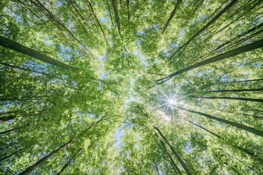 Batan güneşin yaprakların ve dalların arasında parladığı bahar ormanı. Doğa, ormancılık, habitat, çevre ve sürdürülebilirlik kavramları
