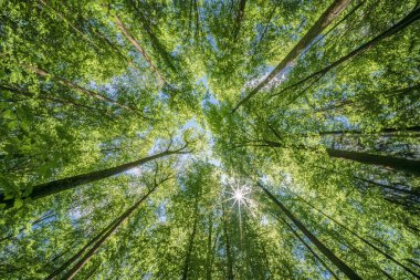 Ağaçlara doğru harika bir manzara gökyüzü, güneş yıldızları, taze yeşil ve mavi gökyüzü, ağaçların tepeleri, sürdürülebilirlik