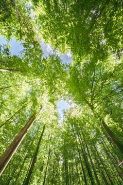 Batan güneşin yaprakların ve dalların arasında parladığı bahar ormanı. Doğa, ormancılık, habitat, çevre ve sürdürülebilirlik kavramları