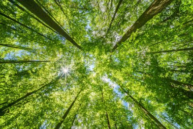 Batan güneşin yaprakların ve dalların arasında parladığı bahar ormanı. Doğa, ormancılık, habitat, çevre ve sürdürülebilirlik kavramları