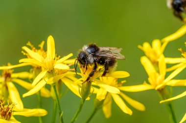 Canlı sarı bir çiçeğe tünemiş bir arının detaylı bir görüntüsü, doğanın güzelliğini, tozlaştırıcıları ve bitkilerle böcekler arasındaki karmaşık ilişkiyi gözler önüne seriyor.