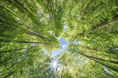 Batan güneşin yaprakların ve dalların arasında parladığı bahar ormanı. Doğa, ormancılık, habitat, çevre ve sürdürülebilirlik kavramları