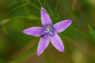 Görüntü, canlı bir mor çiçeğin, yemyeşil bir zemin üzerine kurulmuş renklerin ve biçimlerin güzelliğini gözler önüne seren detaylı bir görüntüsünü içeriyor.